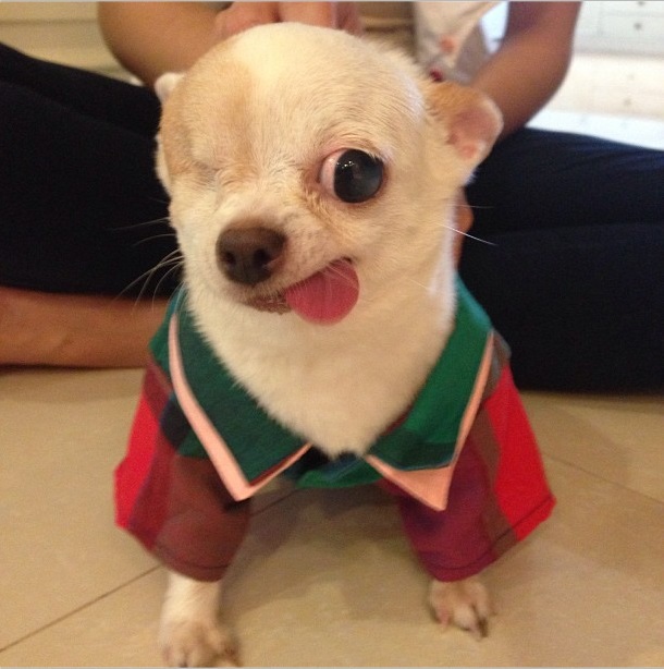 why do dogs stick their tongue out adorable dogs sticking their tongues out guff why do dogs stick their tongue out adorable dogs sticking their tongues out guff