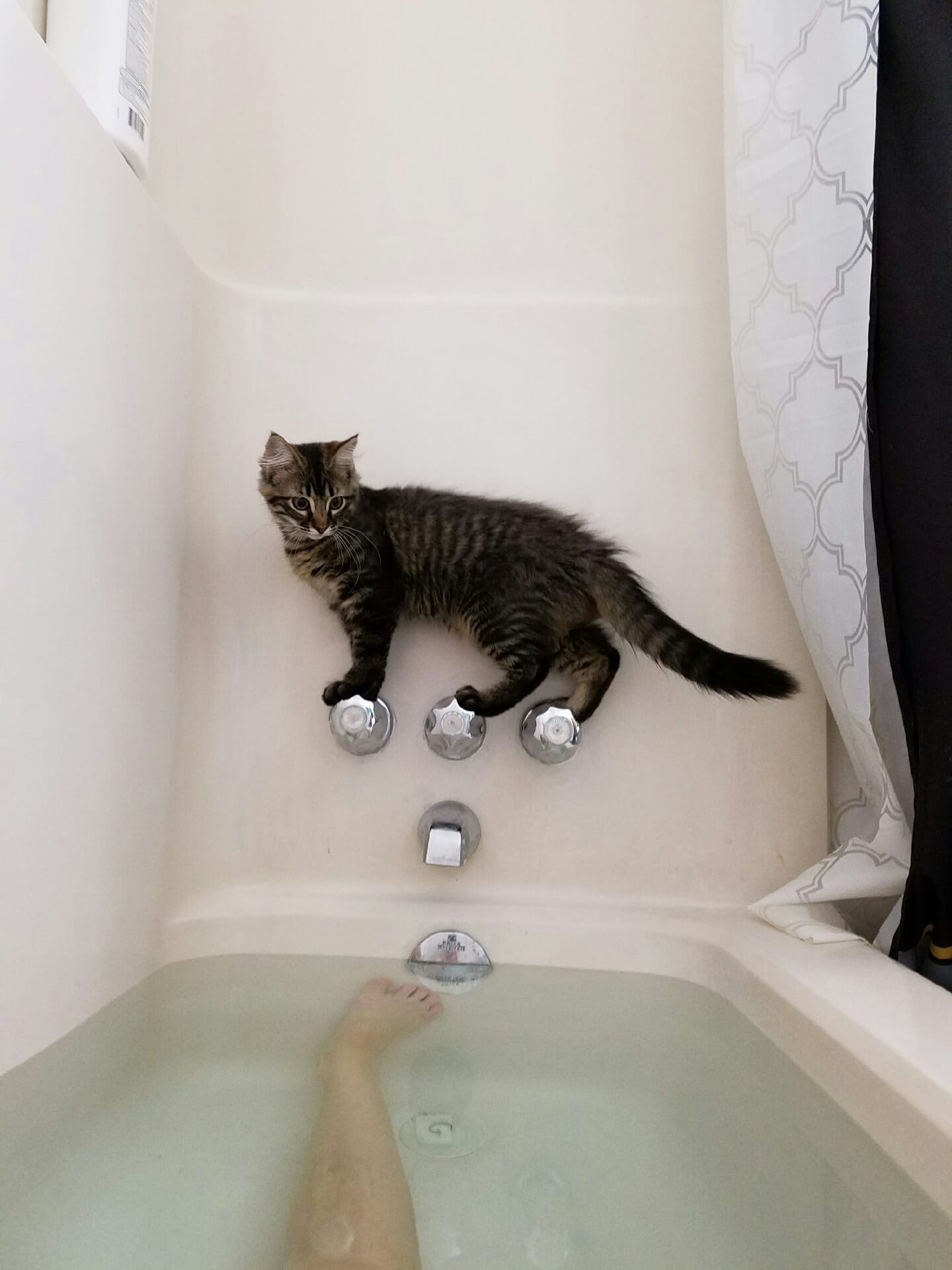 How To Keep Cat Away From Blinds How To Keep Cat Away From Blinds