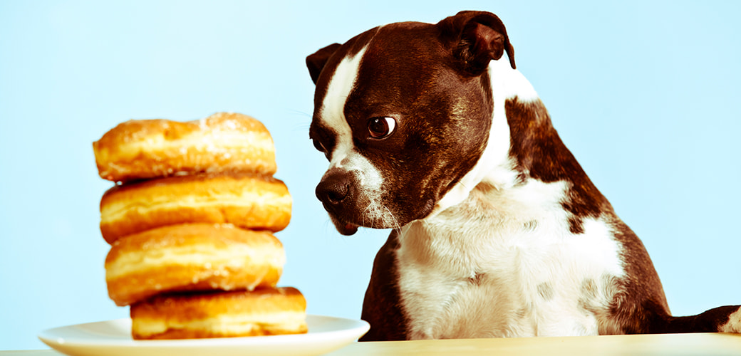 Why Can T Dogs Have Onions Why Can T Dogs Have Onions