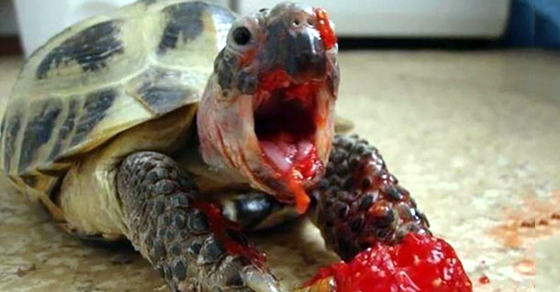 15 Hilarious Yet Horrifying Pics of Animals Eating Berries