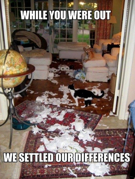 Dog Vs Cats Who Wins? Litter Tray Memes