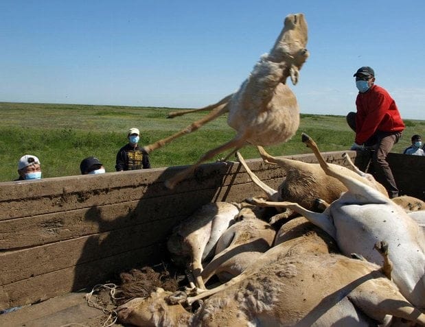 Thousands Of Antelope Dropped Dead Out Of Nowhere Last Year And 