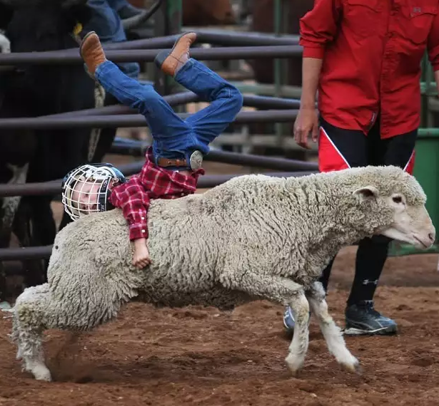 Mutton Busting Is a Thing. Thank You, World. Mutton Busting Memes
