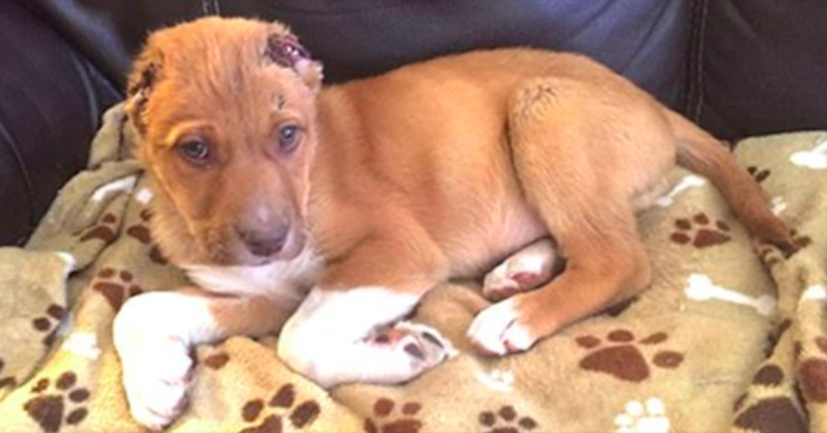 This Couple Found A Puppy With No Ears On Their Doorstep, And Now We're