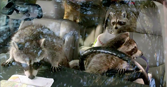 Smart Start Interlock >> Genius Uses Unconscious Raccoon To Start Breathalyzer Equipped Car; Raccoon Wakes And Attacks ... Smart Start Interlock >> Genius Uses Unconscious Raccoon To Start Breathalyzer Equipped Car; Raccoon Wakes And Attacks ...