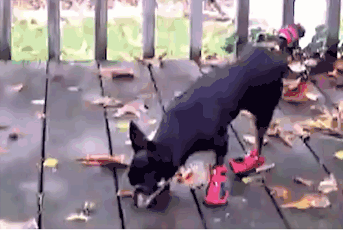 20 GIFs of Dogs Wearing Shoes To Brighten Your Day