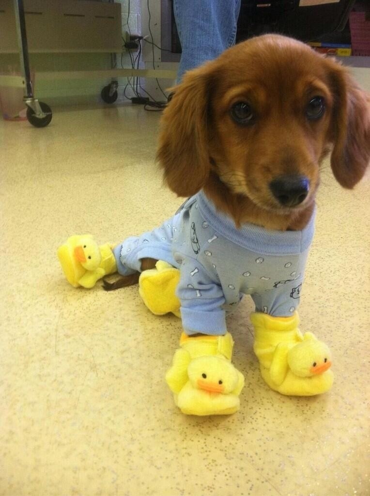 dog in pajamas