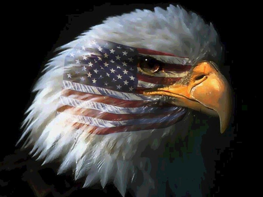20 bald eagles who love america - eagle with american flag