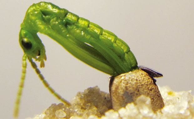 A Six-Legged Monster Had Been Hiding on An Island for 80 ...