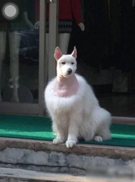 These Dogs Should Be Ashamed of Their Haircuts - Muppet ...