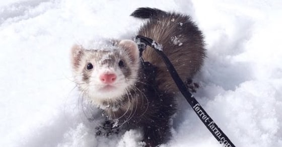 adorable ferrets