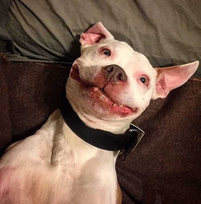 pitbull smile