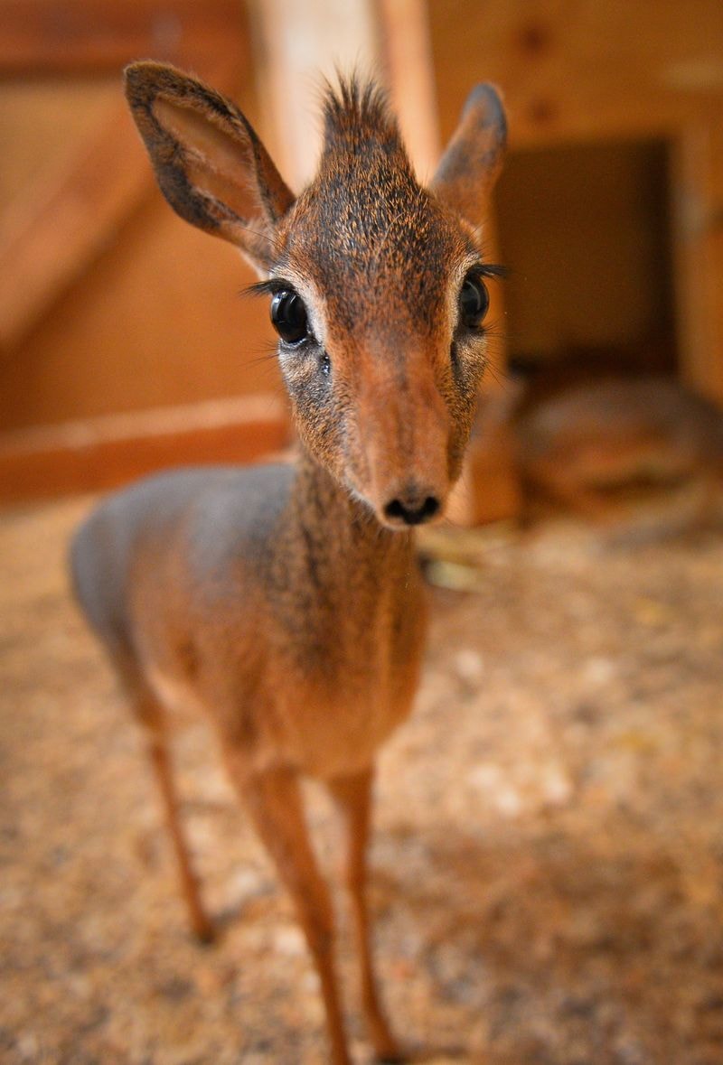 13 Rare Baby Animals You've Got To See To Believe - White 
