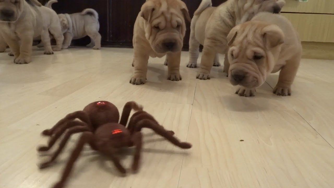 Will These Adorable Puppies Defeat A Robot Spider Watch Guff Adorable Puppies Defeat A Robot Spider