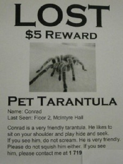 Funny Missing Pet Signs Awesome Kitty Guff Funny Missing Pet Signs Awesome Kitty