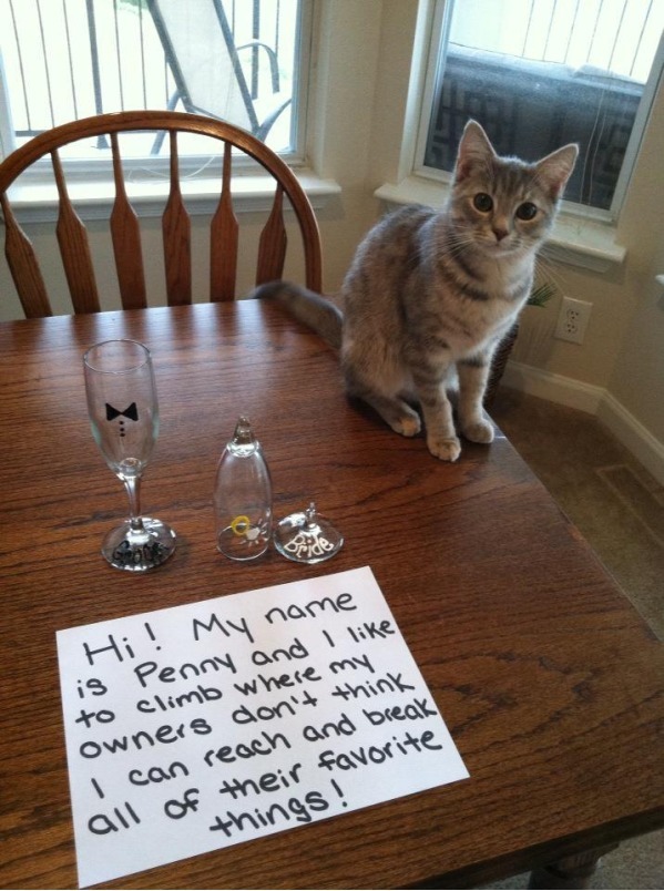 Hilarious Cat Shaming Photos No Money Back Memes