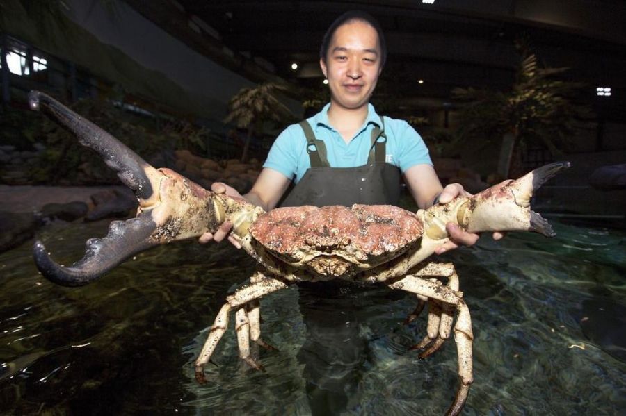 Coconut Crabs Will Claw Their Way Into Your Nightmares Coconuts! Memes