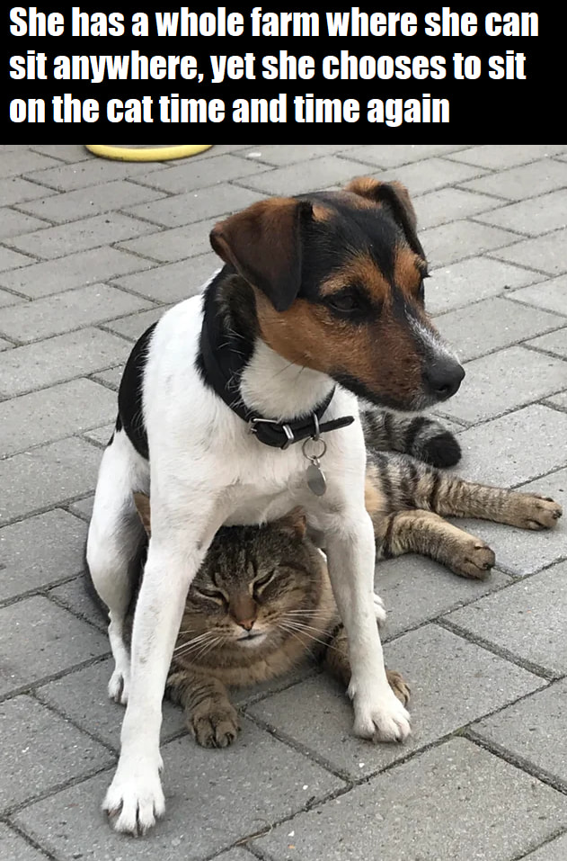 Memes Of Animals Being Jerks Animals Being Jerks Memes