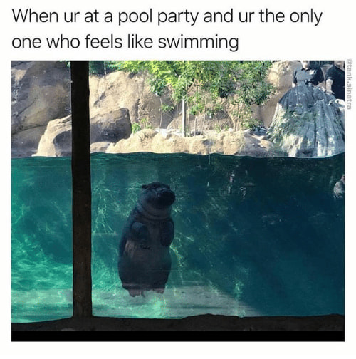 Pool Memes Just In Time For Summer Parties Pools Memes