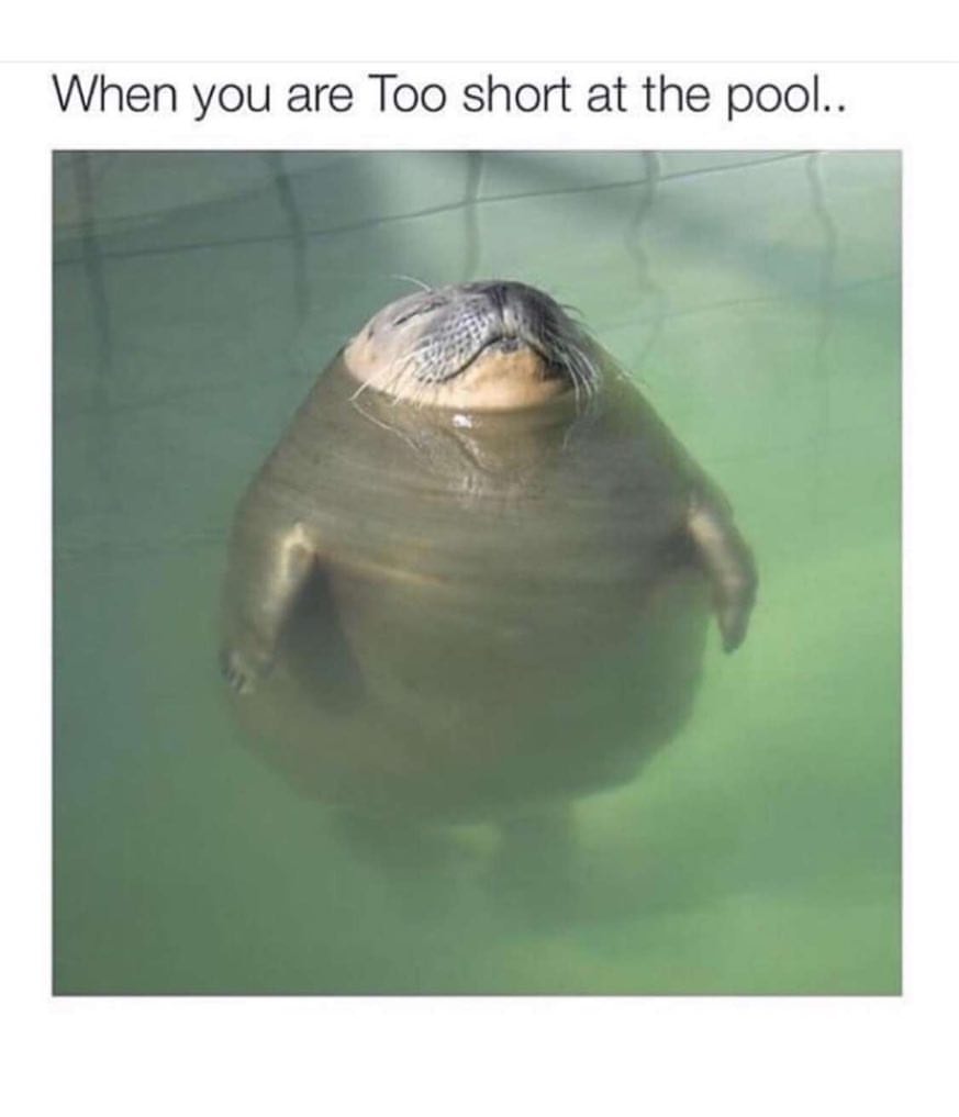 Pool Memes Just In Time For Summer Parties Pools Memes